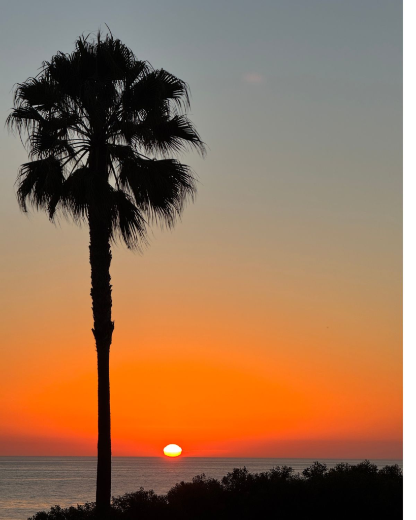 Palm tree silhouette during sunset along the Carlsbad California coastline