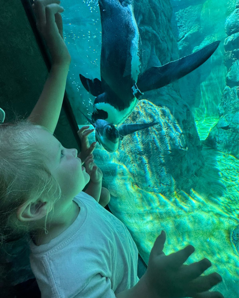 summer bucket list for families aquarium visit with kids