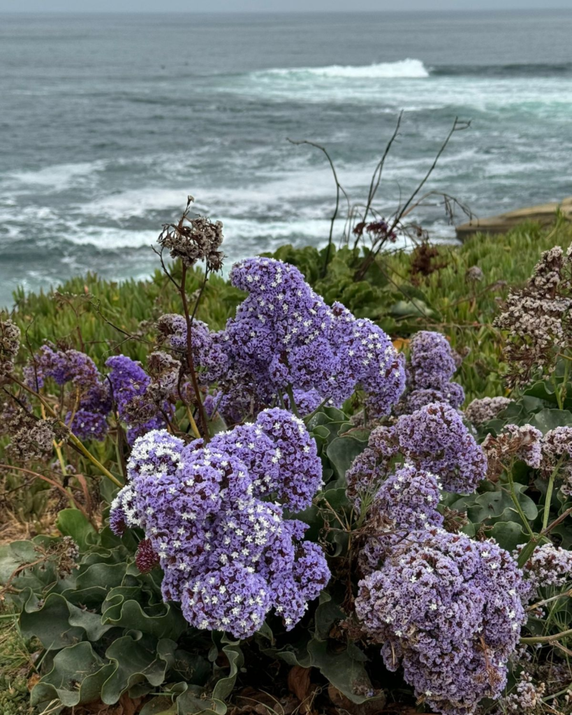 La Jolla coastline with purple flowers.