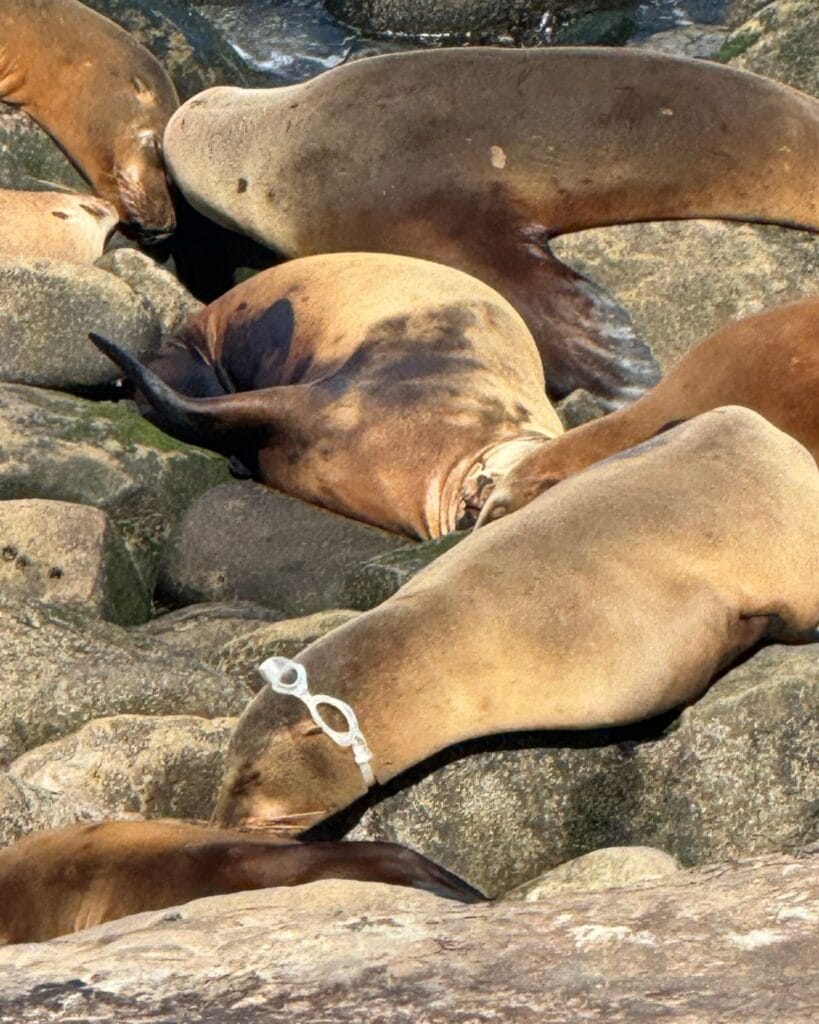 Sea lion resting near the shoreline in La Jolla Cove.